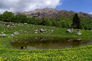 87 Tarassaco in fiore e da sfondo Cima Alben 